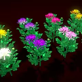Vibrant Colorful Blooming Chrysanthemums With Lush Green Leaves On Dark Background