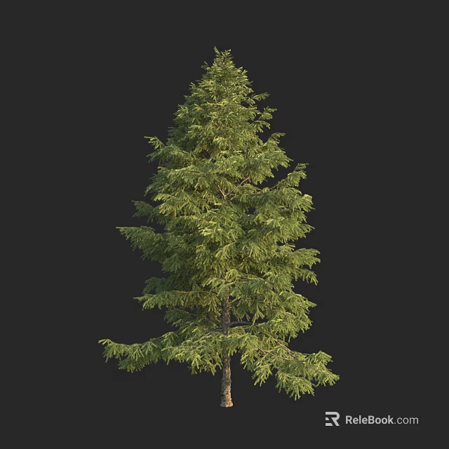 Natural Tall Evergreen Arbor With Lush Green Foliage And Straight Trunk 3d model 