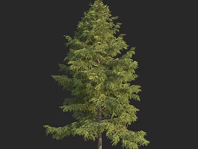 Natural Tall Evergreen Arbor With Lush Green Foliage And Straight Trunk 3d model