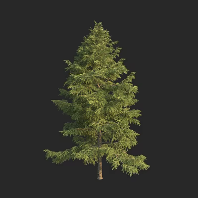 Natural Tall Evergreen Arbor With Lush Green Foliage And Straight Trunk 3d model