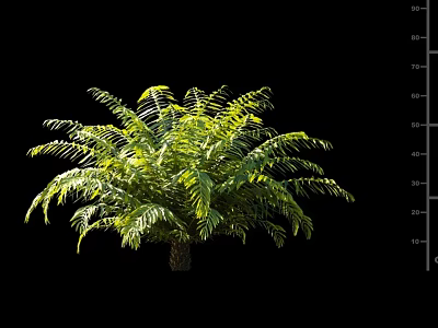 Lush Green Fern Shrub With Vibrant Fronds And Dense Foliage Growth 3d model