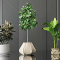 Green Leaf Potted Plants With Different Planters On Black Table Against Gray Striped Wall