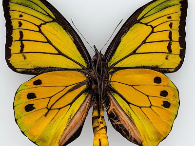 Yellow Butterfly Specimen With Spread Wings Featuring Black Edges And Spots 3d model