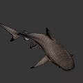 Realistic Shark 3D Model with Detailed Features and Swimming Pose on Black