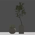 Indoor Potted Olive Tree And Small Green Plant In Square Round Concrete Pots