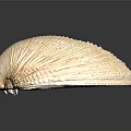 Natural Clam Shell With Light Brown Textured Surface On Black Background