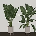 Large Leafy Potted Plants In White Pots With Tall Stands For Indoor Decor
