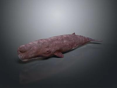 Realistic Aquatic Whale Marine Animal Model With Detailed Skin Texture And Lifelike Body Structure 3d model