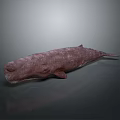Realistic Aquatic Whale Marine Animal Model With Detailed Skin Texture And Lifelike Body Structure