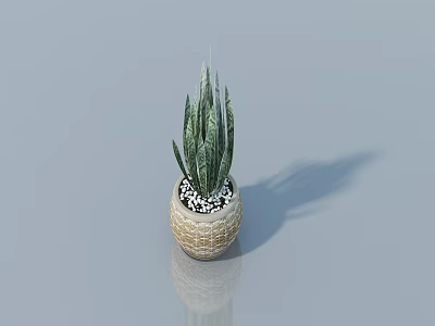 Potted Succulent Plant With Green Striped Leaves In Woven Brown Pot And White Pebbles 3d model