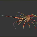 Red Aquatic Lobster With Long Antennae And Legs On Gray Gradient Background