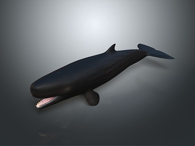 whale cartoon whale mammal marine mammal marine animal fish freshwater fish marine fish model