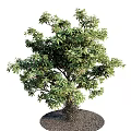 Arbor with Lush Green Foliage and Sturdy Trunk on Circular Soil Platform