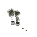 Bonsai Trees in White Cylindrical Pots Displaying Green Foliage and Slender Branches