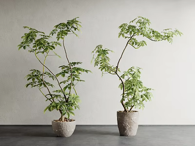 Two Lush Bonsai Plants in Textured Ceramic Pots on Gray Tabletop with Curved Trunks 3d model
