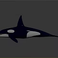 Orca Model Showcasing Black And White Markings With Tall Dorsal Fin