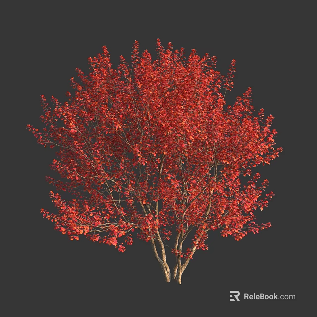 Vibrant Red Leaf Shrub With Dense Branches And Lush Autumn Foliage 3d model 