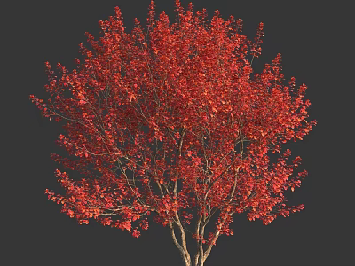 Vibrant Red Leaf Shrub With Dense Branches And Lush Autumn Foliage 3d model