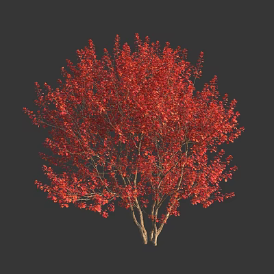 Vibrant Red Leaf Shrub With Dense Branches And Lush Autumn Foliage 3d model