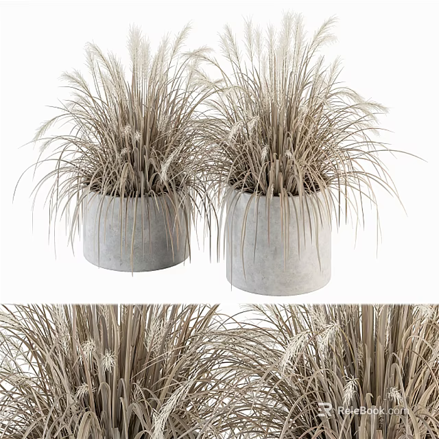Bonsai Potted Plants With Tall Grassy Foliage In Gray Concrete Pots 3d model 