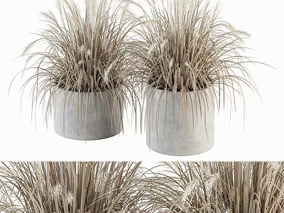 Bonsai Potted Plants With Tall Grassy Foliage In Gray Concrete Pots 3d model