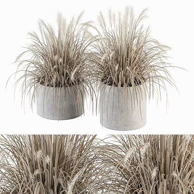 Bonsai Potted Plants With Tall Grassy Foliage In Gray Concrete Pots 3d model