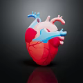 Anatomical Human Heart Organ 3D Model With Red Tissue And Blue Vascular Details