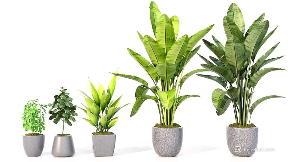 Green Leafy Potted Plants in Gray Stone Pots of Different Sizes for Home Decor 3d model 