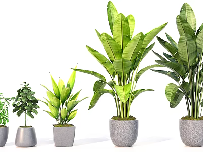 Green Leafy Potted Plants in Gray Stone Pots of Different Sizes for Home Decor 3d model