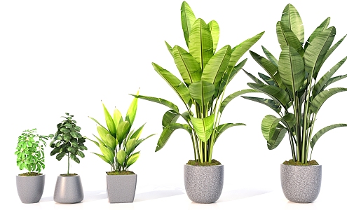 indoor plants potted greening plant decoration 3d model