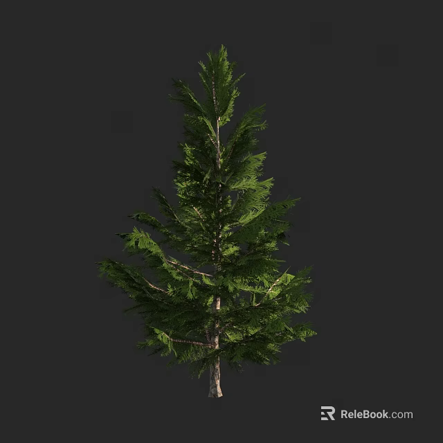Tall Evergreen Arbor With Lush Green Foliage And Slender Trunk Isolated On Dark Background 3d model 