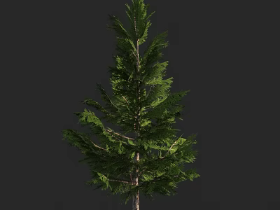 Tall Evergreen Arbor With Lush Green Foliage And Slender Trunk Isolated On Dark Background 3d model