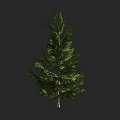 Tall Evergreen Arbor With Lush Green Foliage And Slender Trunk Isolated On Dark Background