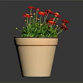 Blooming Red Flower Plant in Terracotta Pot with Green Leaves