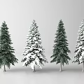 Green and Snow Covered Pine Trees in Natural Winter Outdoor Setting
