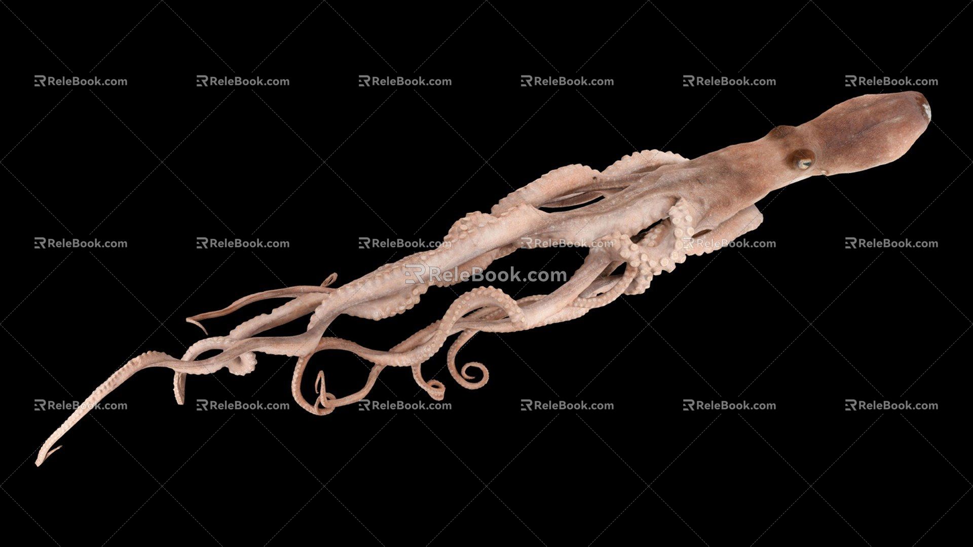 Modern Octopus Small Octopus Long Arm Octopus 3d model