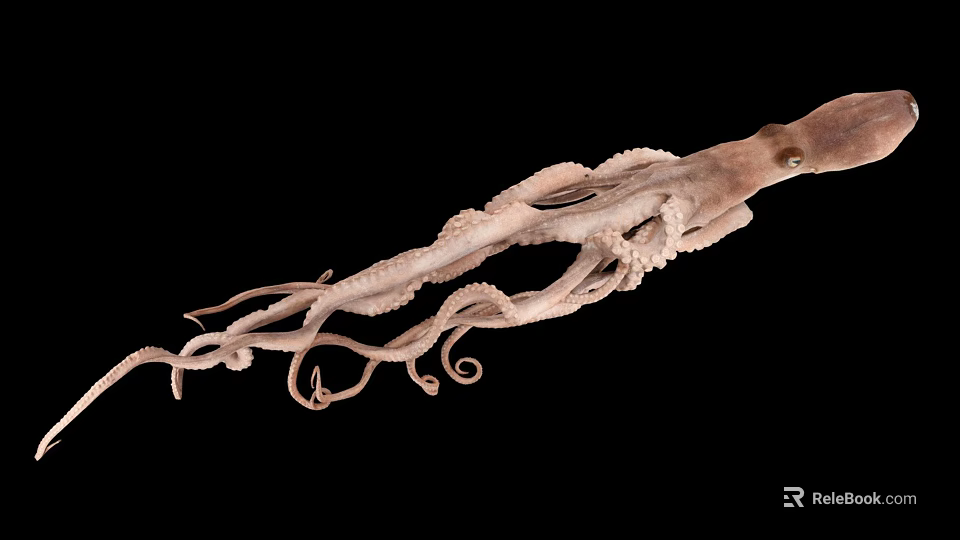 Octopus An Aquatic Animal With Long Curled Tentacles And Unique Body Structure 3d model 