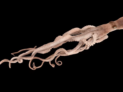 Octopus An Aquatic Animal With Long Curled Tentacles And Unique Body Structure 3d model