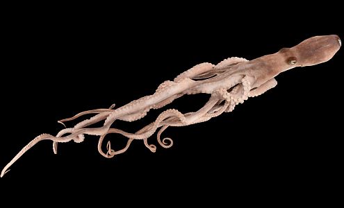 Modern Octopus Small Octopus Long Arm Octopus 3d model