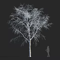 Leafless Arbor with Bare Branches on Black Background and Human Silhouette 3d model