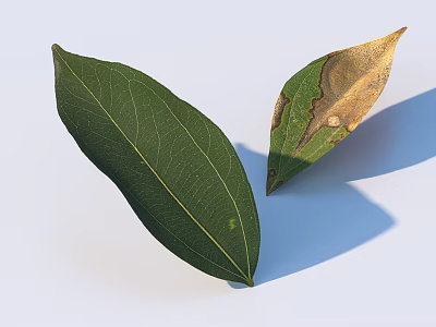 Healthy Green Leaf and Damaged Yellow Leaf with Spots on White Background 3d model