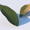 Healthy Green Leaf and Damaged Yellow Leaf with Spots on White Background