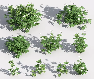 Modern Grass Canadian Anemone 3d model Modern Grass Canadian Anemone 3d model