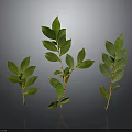 Three Fresh Green Leaf Plants With Slender Stems On Gray Background