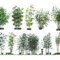 Various Bamboo Plants In Natural Garden Setting With Different Green Foliage