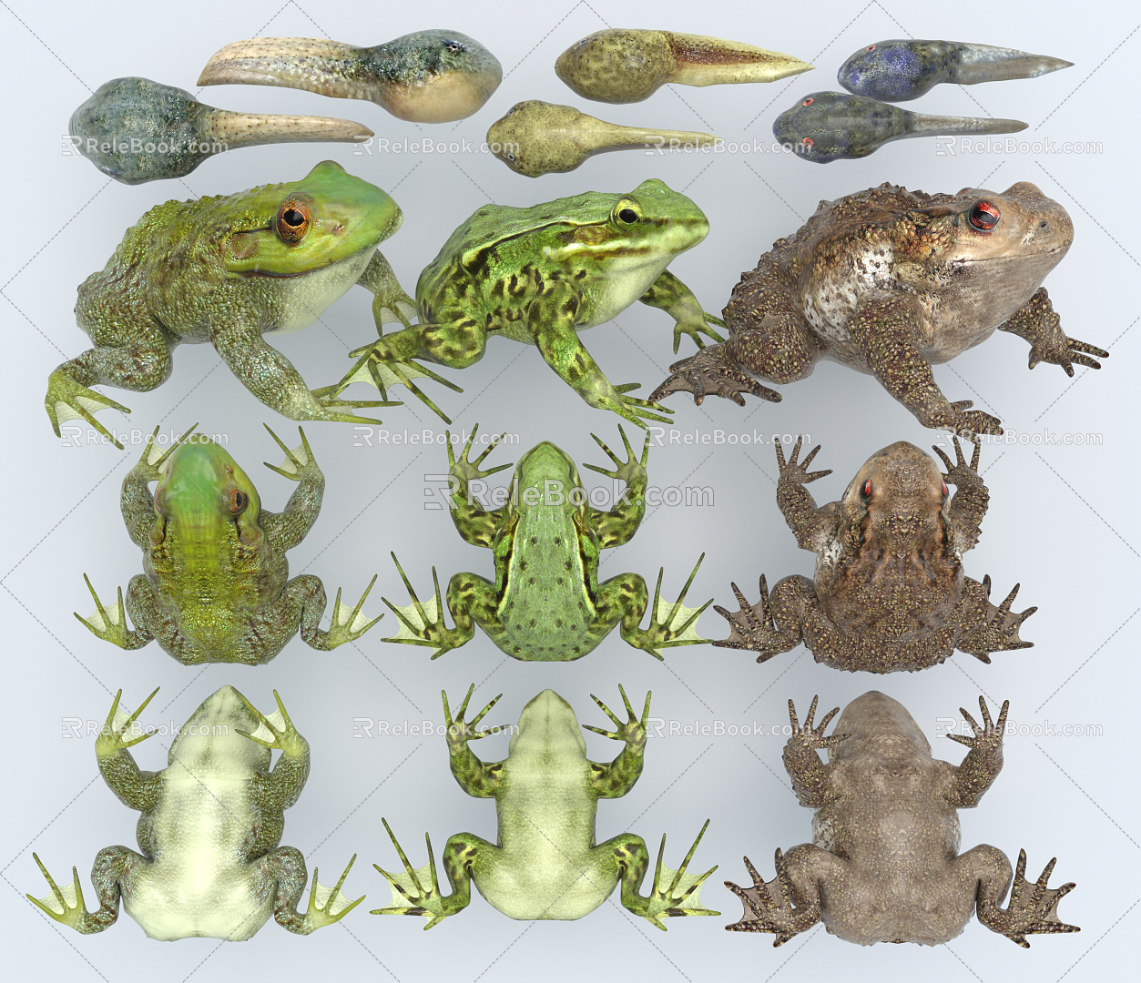 Modern Frog American Bullfrog Frog Chinese Toad Toad Tadpole 3d model