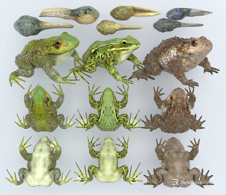 Various Reptile Species Featuring Green Frogs Brown Toads And Their Diverse Color Patterns 3d model 