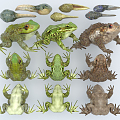 Modern Frog American Bullfrog Frog Chinese Toad Toad Tadpole 3d model