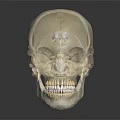 Human Skull Anatomical Model Showing Detailed Bone Structure And Dental Features 3d model