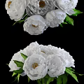 Beautiful White Peonies In Transparent Glass Vase With Fresh Green Leaves